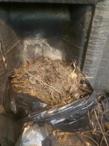 Bird Nest Removal
