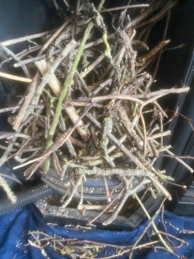 Bird Nest Removal