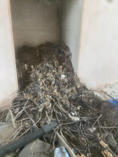 Bird Nest Removal
