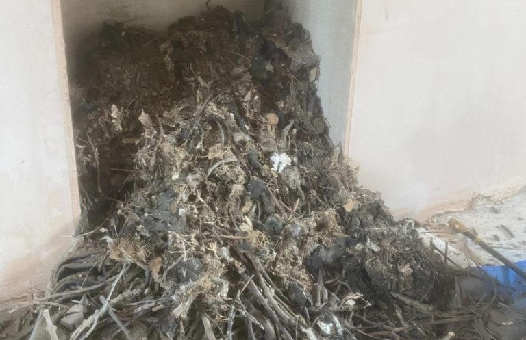 Bird Nest Removal