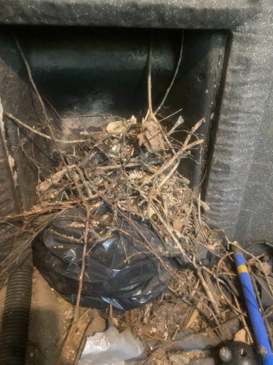 Bird Nest Removal