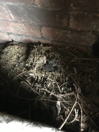 Bird Nest Removal